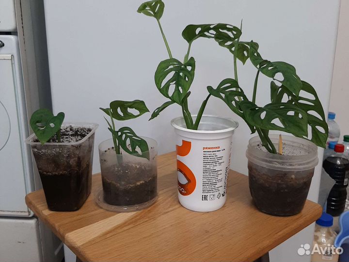 Монстера манки