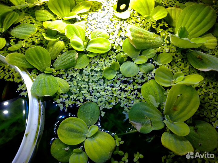 Аквариумное растение