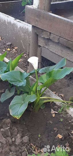 Комнатные цветы калла