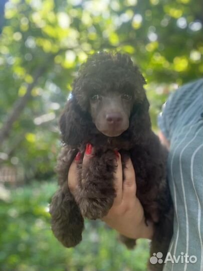 Коричневый мальчик миниатюрного пуделя РКФ/ FCI