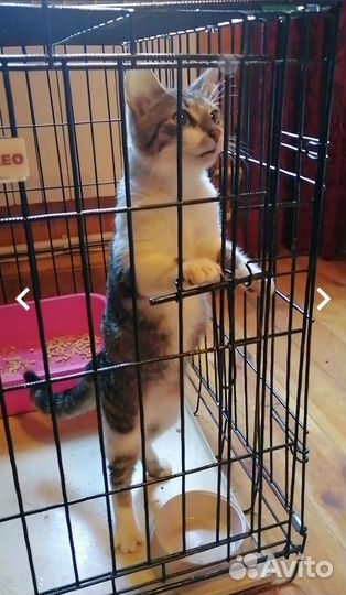 Кошка в дар