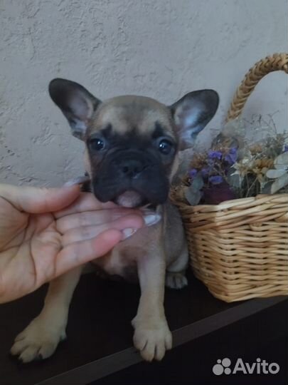 Французский бульдог