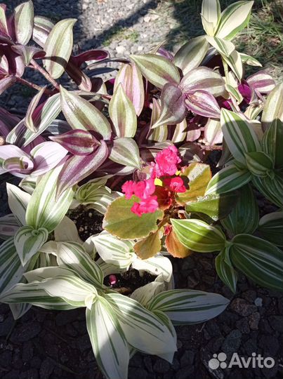 Комнатные растения