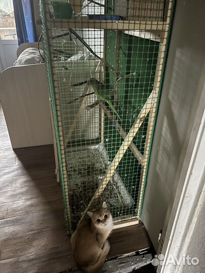 Ожереловый попугай