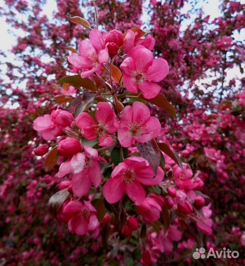 Яблоня декоративная