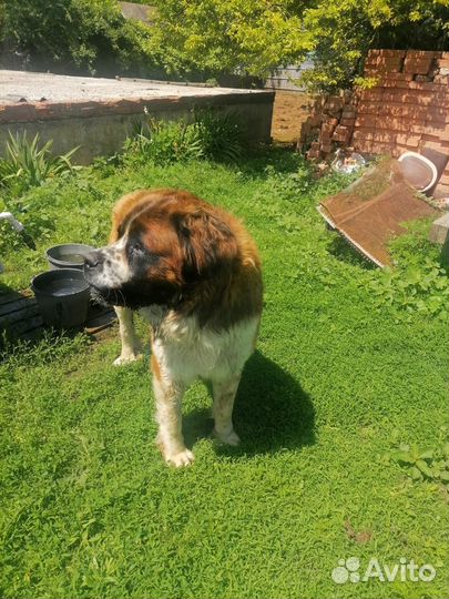 Вязка московская сторожевая кобель