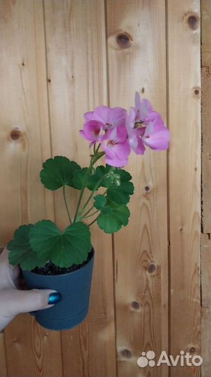 Пеларгония герань