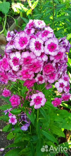 Цветы Флоксы Многолетние