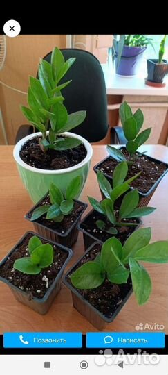 Комнатные растения