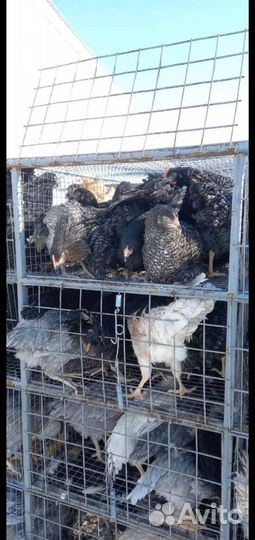 Куры несушки