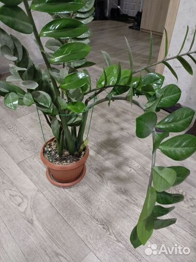 Замиокулькас