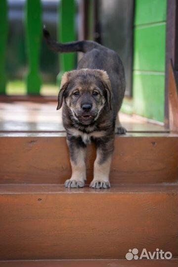 Метис ретривера