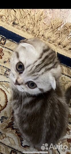 Купить Шотландского котенка
