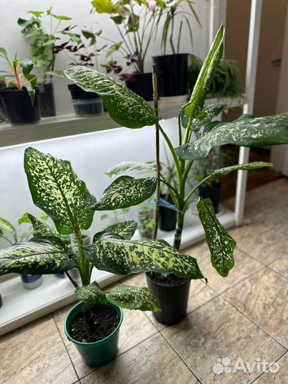 Диффенбахия