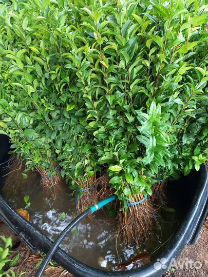 Саженцы бирючины