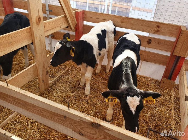 Здоровые телята до 3 мес – бычки и телочки