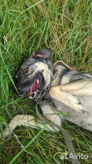 Собаки приглашают на прогулку