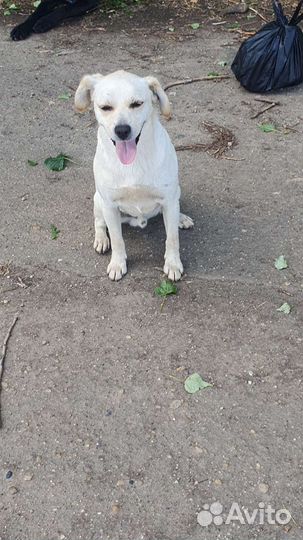 Пес в добрые руки