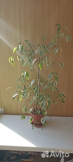 Продам цветы комнатные