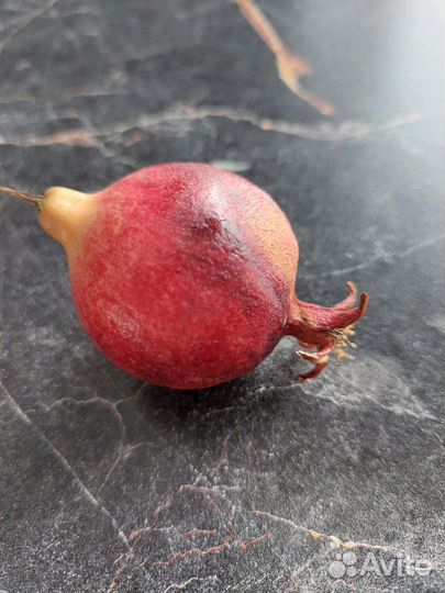 Гранат комнатный