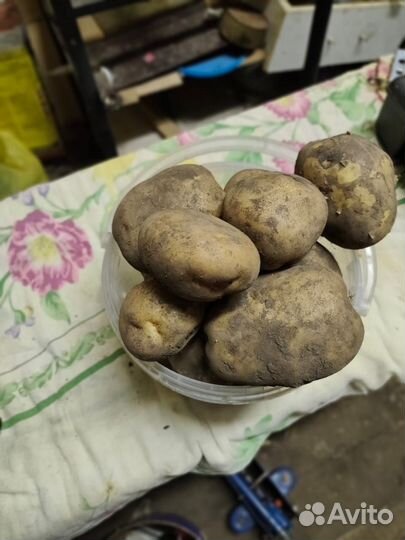 Продам картофель