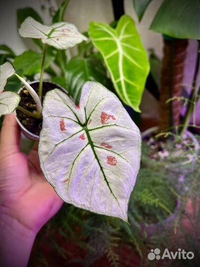 Каладиум Strawberry Star