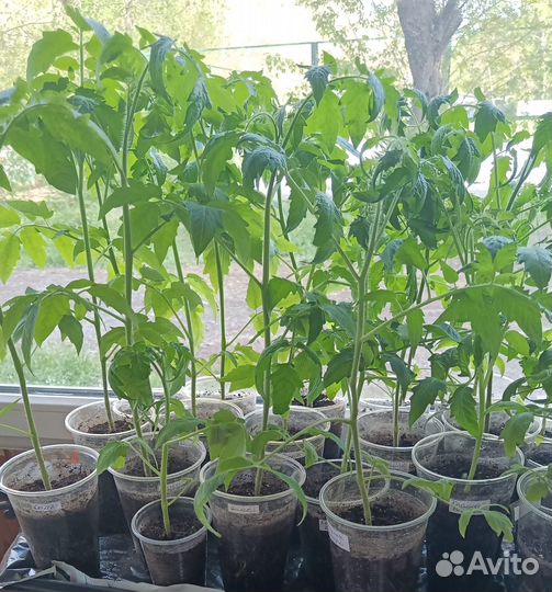 Рассада помидор и перца