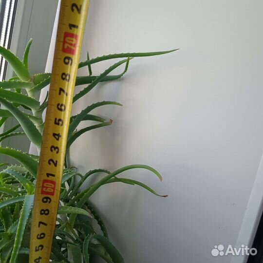 Алоэ лечебный