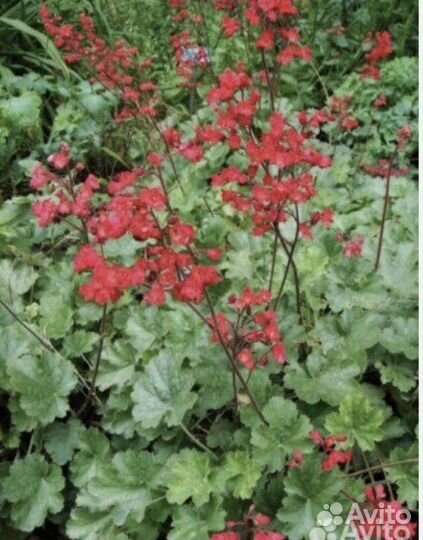 Многолетники