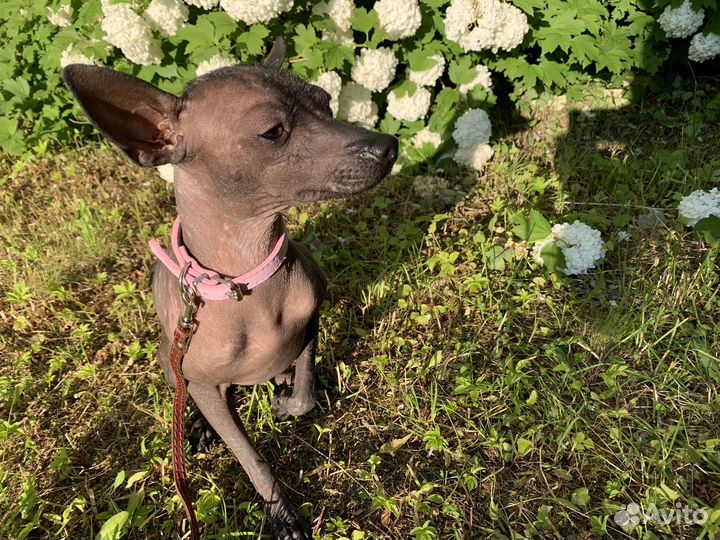 Ксолоитцкуинтли mini