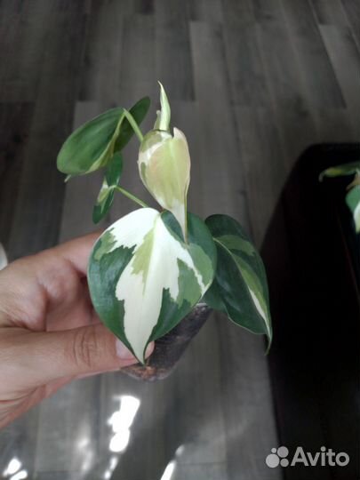 Филодендроны