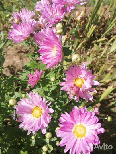 Хризантемы, гелениум