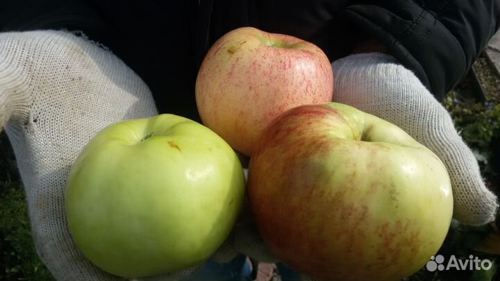 Колоновидные яблони