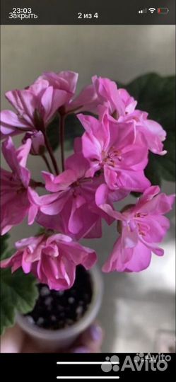 Черенки пеларгонии