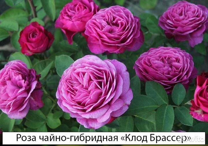 Розы сортовые чайно-гибридные, английские, спреи