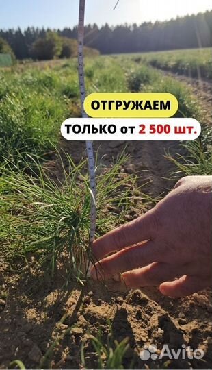 Сеянцы сосны обыкновенной окс