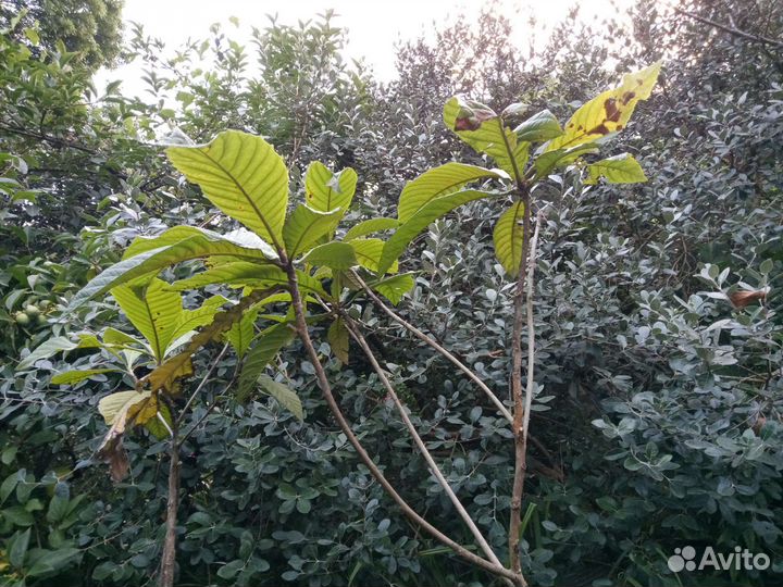 Мушмула японская