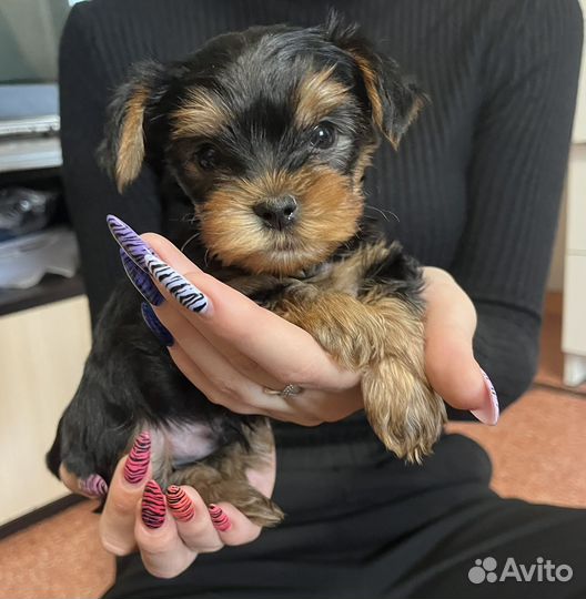 Йоркширский терьер