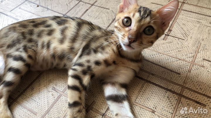 Бенгальские котята