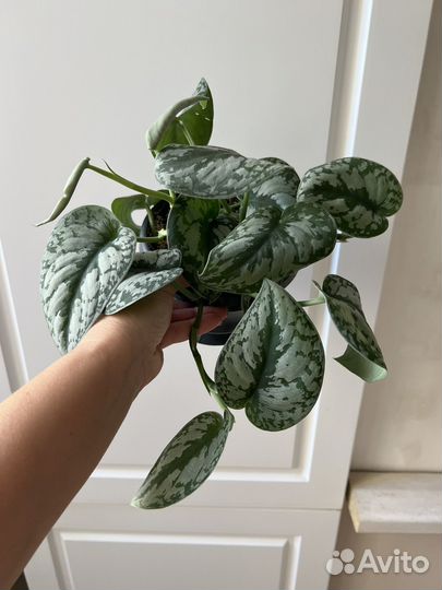 Сциндапсус пиктус треби