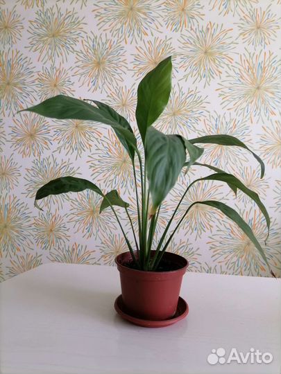 Спатифиллум, толстянка, декабрист