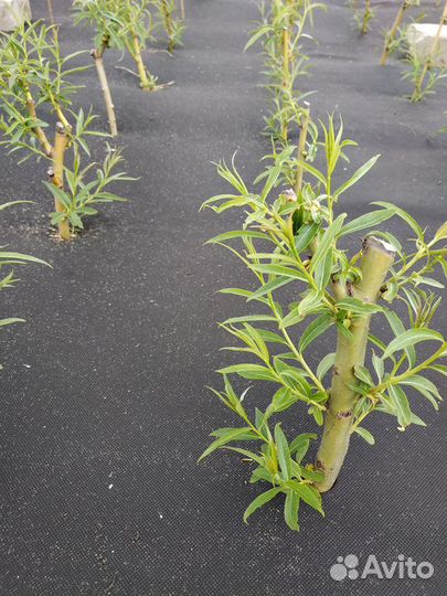 Саженцы ивы белой плакучей