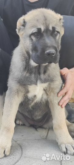 Среднеазиатская овчарка алабай щенки