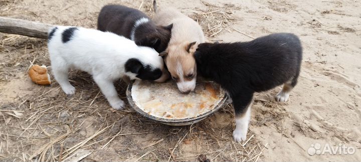 Щенки хаски