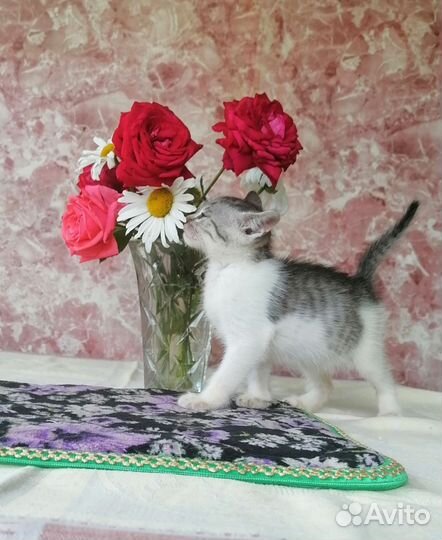 Котята в дар