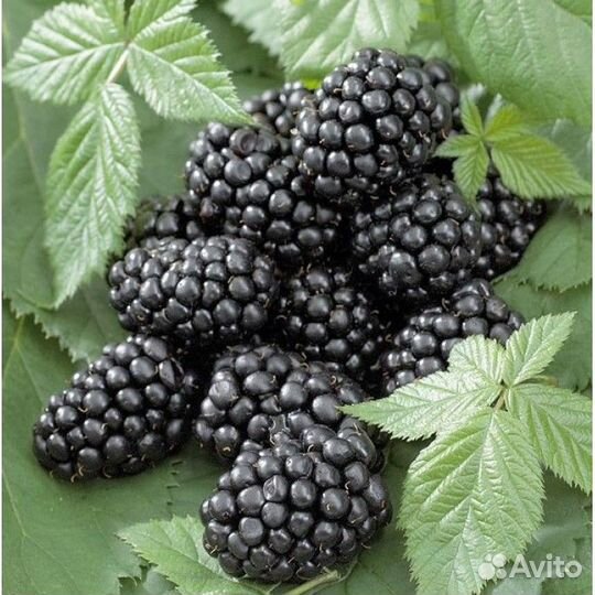 Ежевика без шипов Натчез, Блэк Джем и др