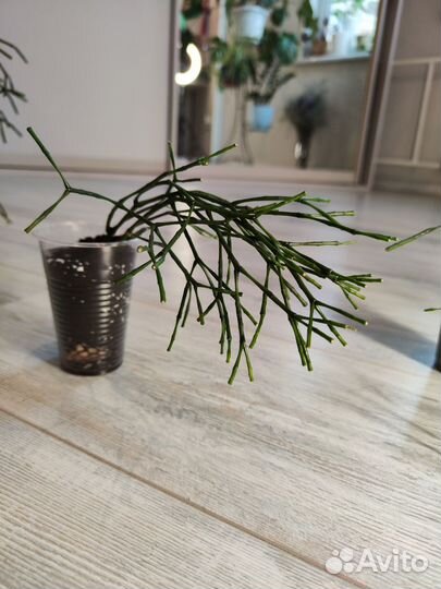 Молочай хатиора