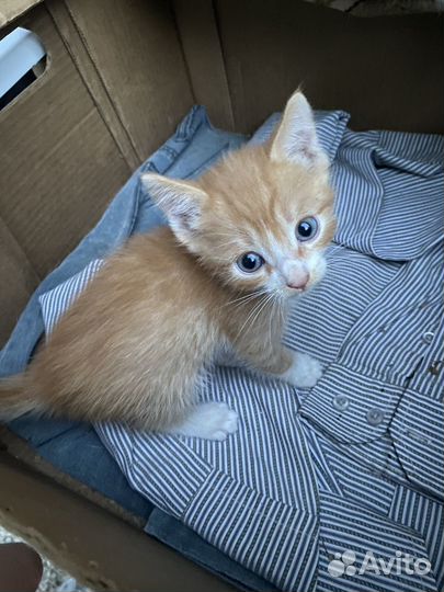 Котята в добрые руки даром