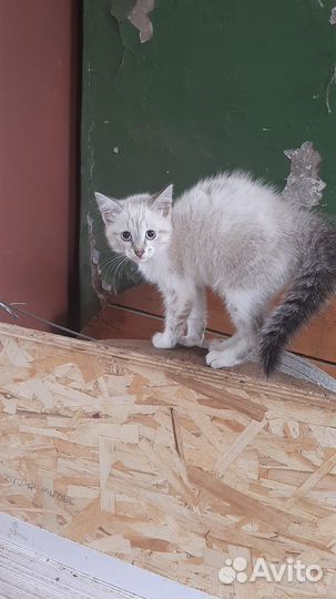 Кошка в дар