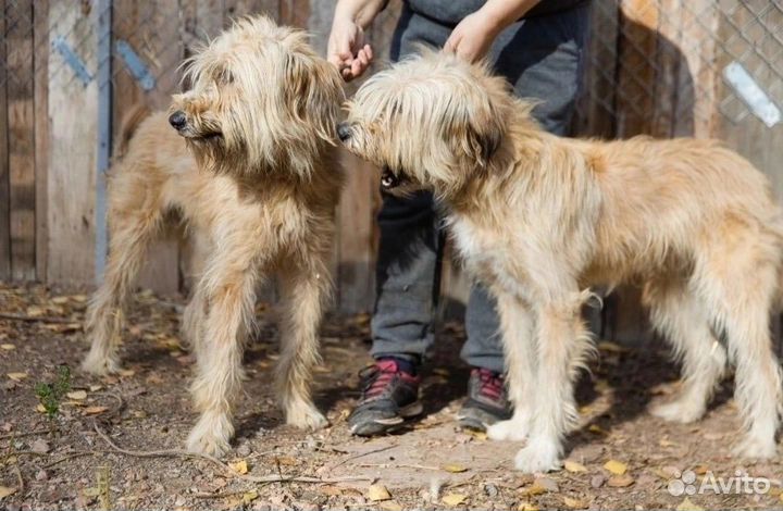 В добрые руки